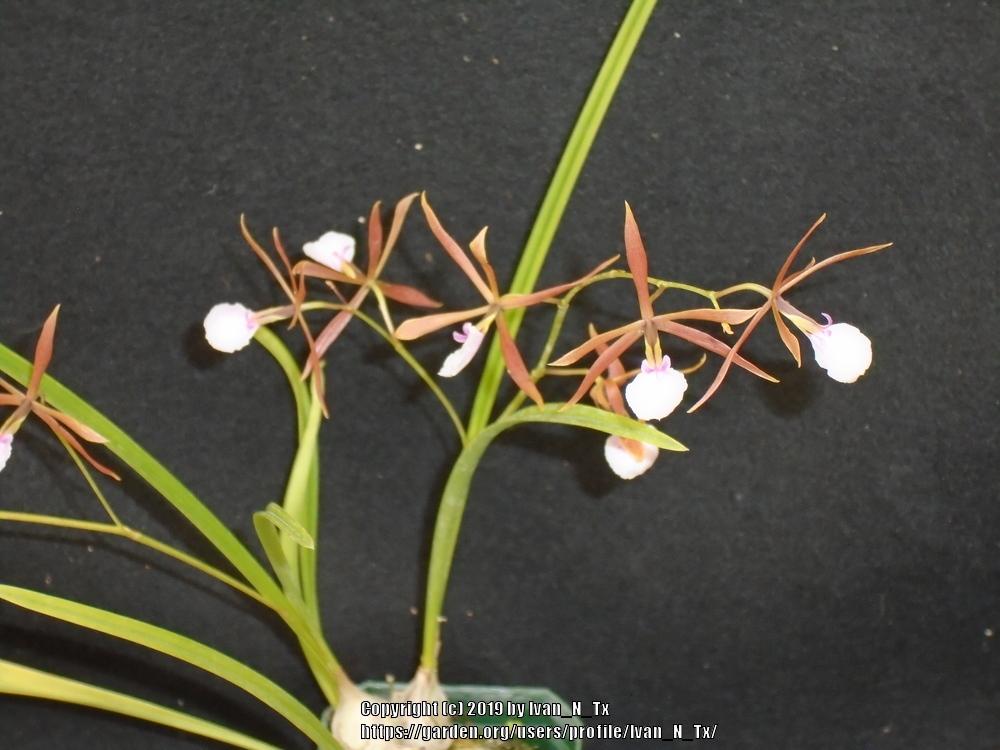 Photo of Ts Uyche (Encyclia bractescens) uploaded by Ivan_N_Tx