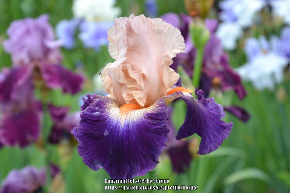 Photo of Tall Bearded Iris (Iris 'Gitano') uploaded by Serjio