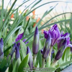 Location: Home
Date: 2017-04-15
6-8" tall miniatue iris