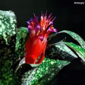 Billbergia 'Fantasia' (pyramidalis x saundersii)