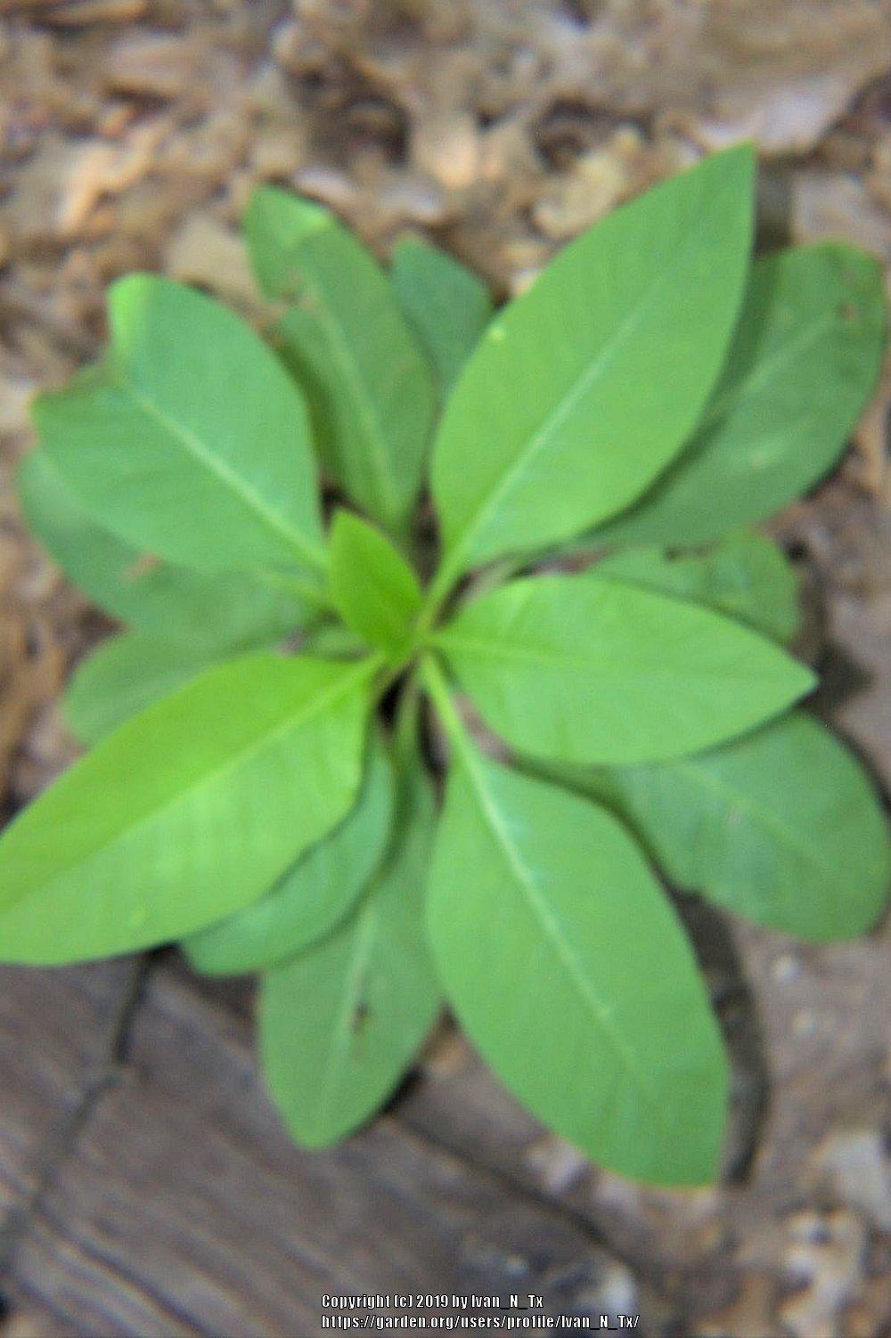 Photo of Pokeweed (Phytolacca americana) uploaded by Ivan_N_Tx