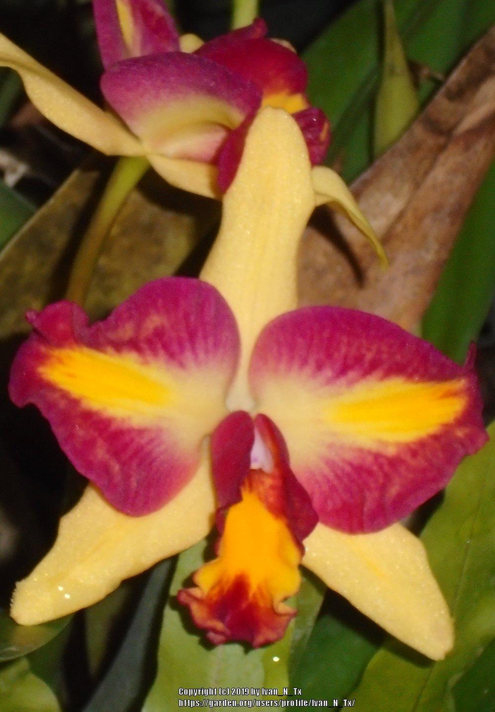 Photo of Orchid (Cattleya Fire Magic) uploaded by Ivan_N_Tx