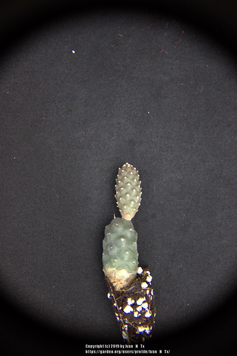 Photo of Papery Spine Cactus (Tephrocactus articulatus) uploaded by Ivan_N_Tx