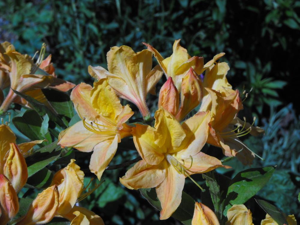 Photo of Rhododendrons (Rhododendron) uploaded by Lily_Lover