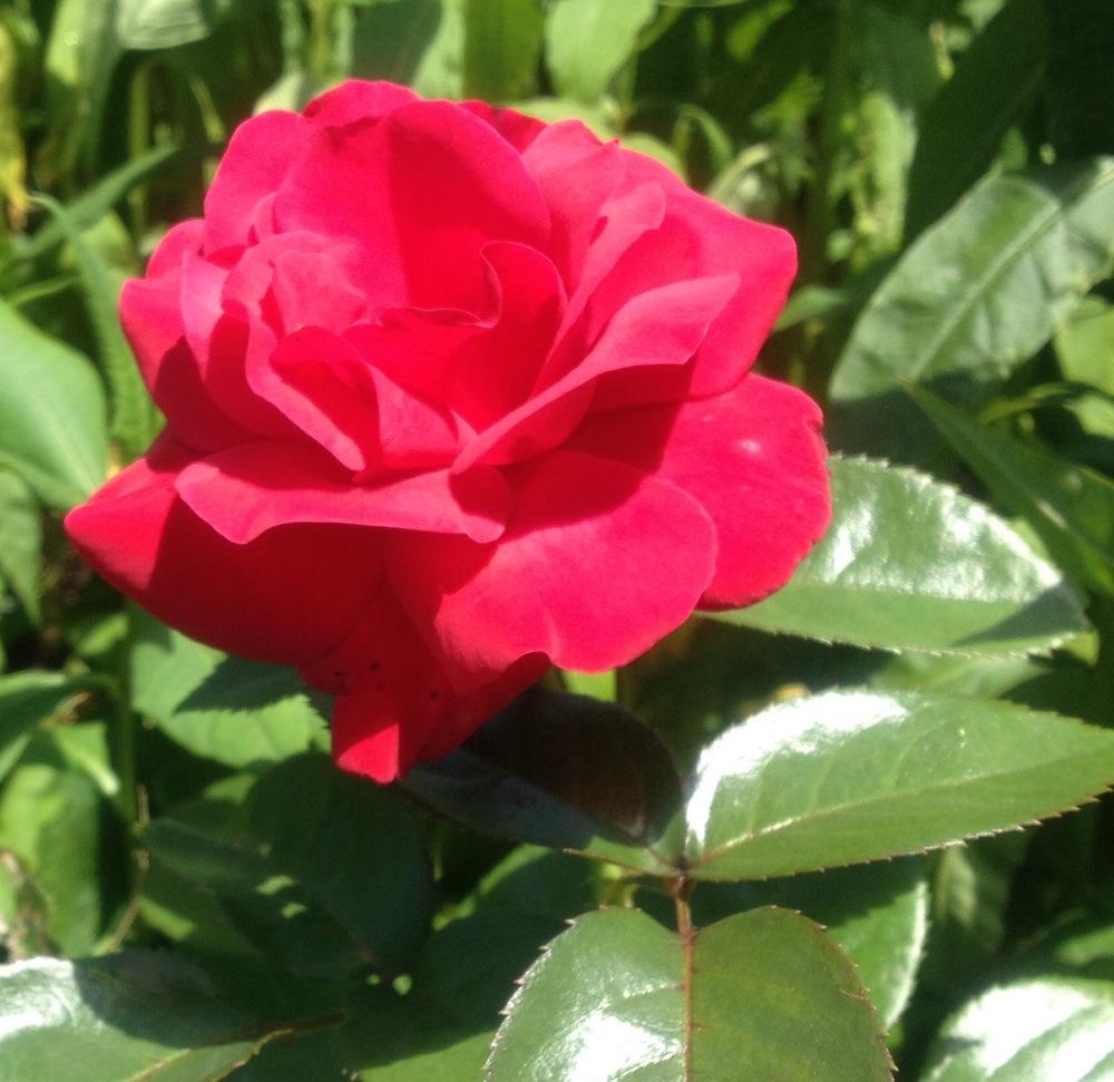 Photo of Rose (Rosa 'Lasting Love') uploaded by csandt