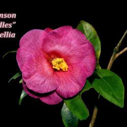 Location: Botanical Gardens of the State of Georgia...Athens, Ga
Date: 2019-01-26
Camellia - Crimson Candles  004 text