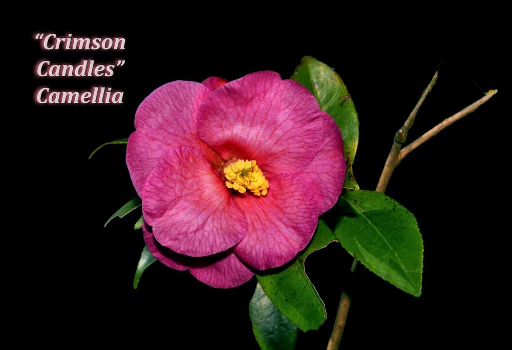 Photo of Hybrid Camellia (Camellia 'Crimson Candles') uploaded by dawiz1753
