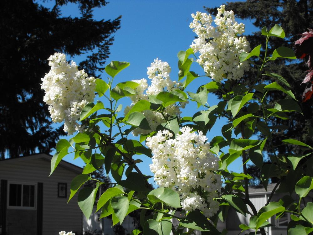 Photo of Lilacs (Syringa) uploaded by Lily_Lover