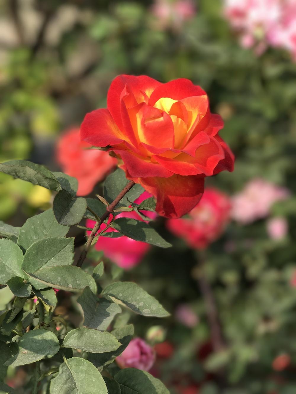 Photo of Roses (Rosa) uploaded by queen1694