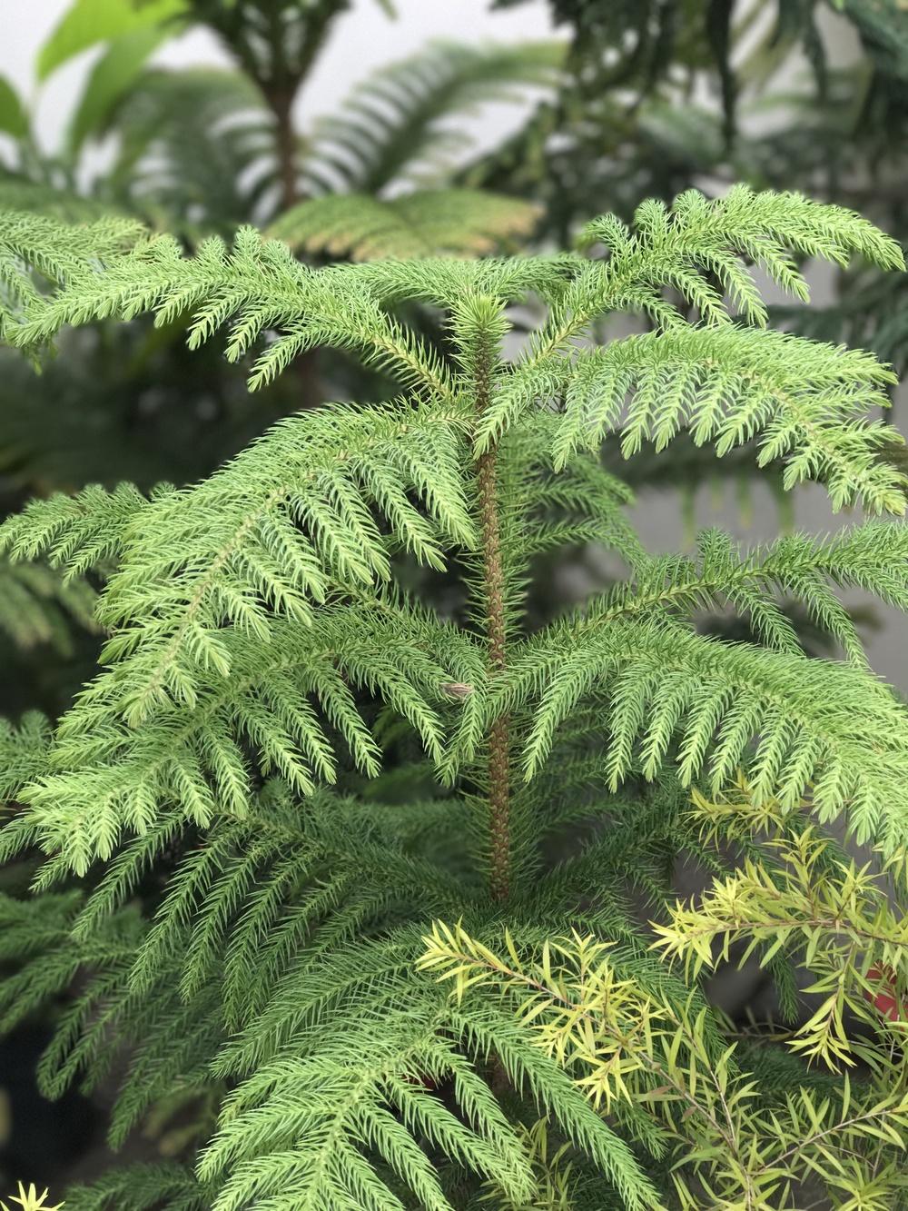 Photo of Norfolk Island Pine (Araucaria heterophylla) uploaded by queen1694