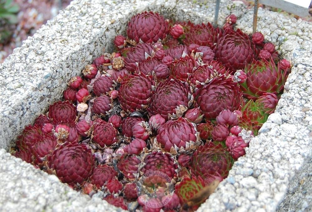 Photo of Rollers (Sempervivum globiferum subsp. preissianum 'from Belianske Tatras') uploaded by valleylynn