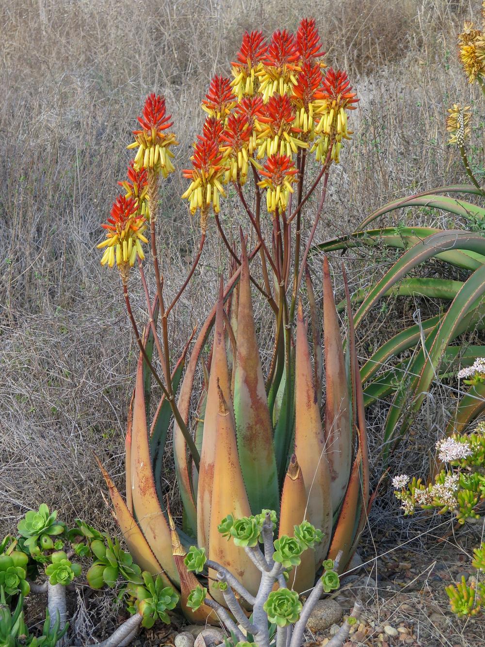 Photo of Wickens' Aloe (Aloe wickensii) uploaded by Baja_Costero