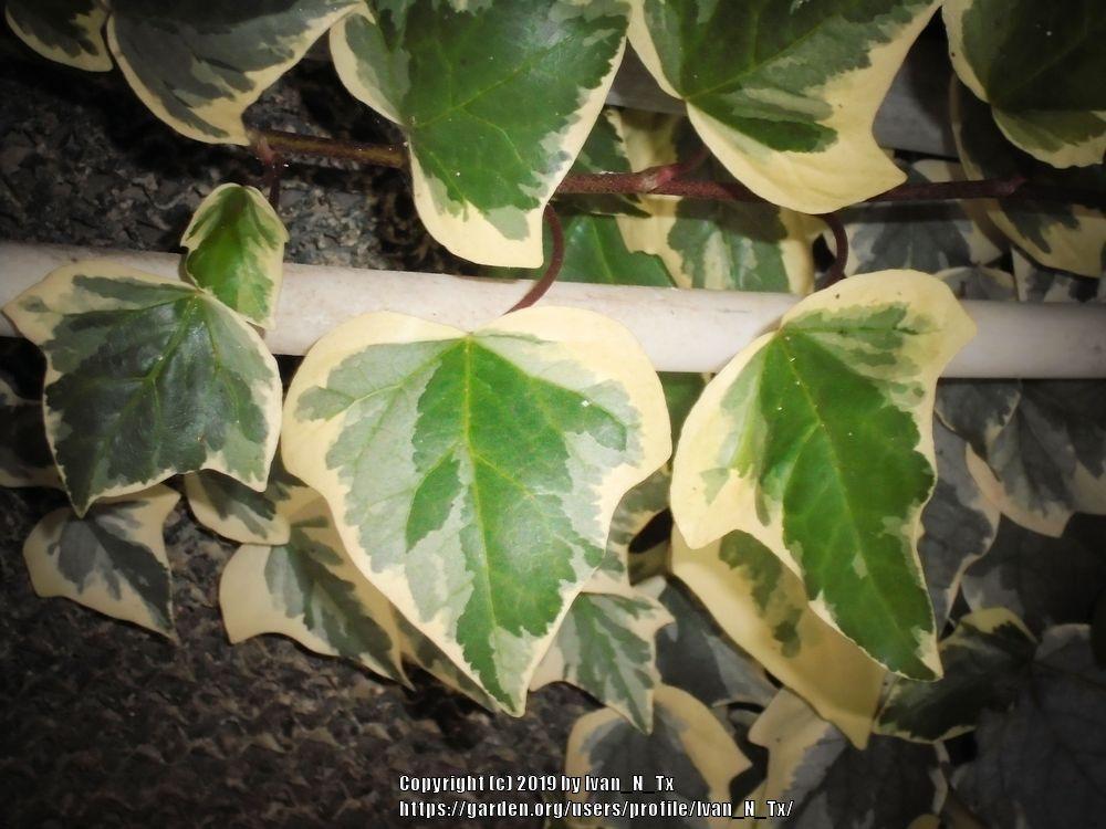 Photo of English Ivy (Hedera helix 'Glacier') uploaded by Ivan_N_Tx