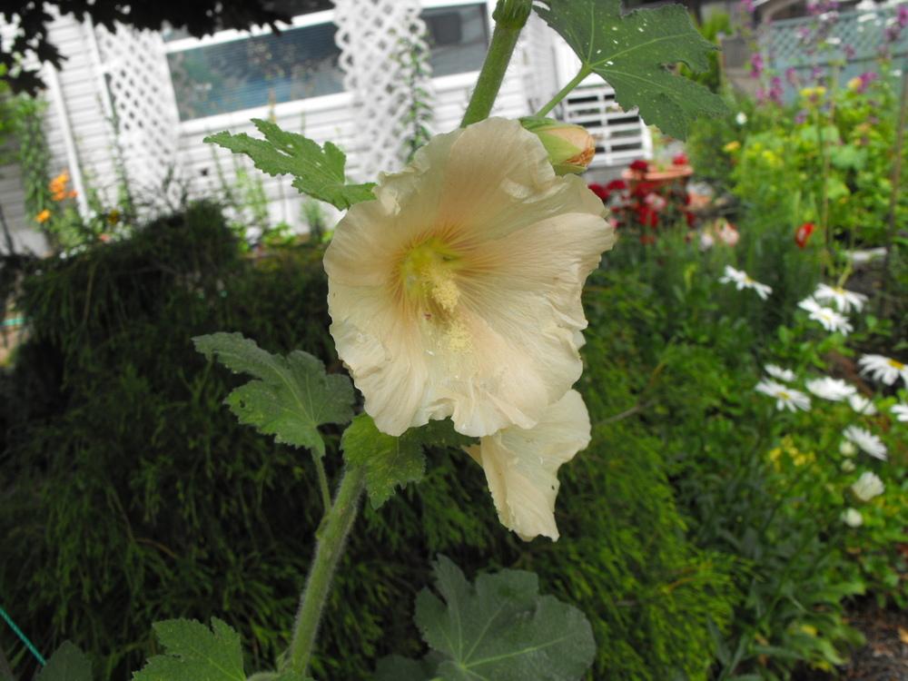 Photo of Hollyhock (Alcea rosea) uploaded by Lily_Lover