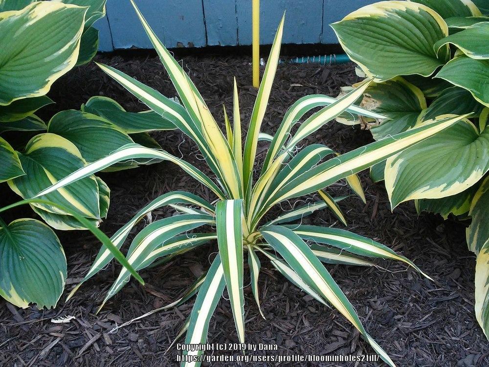 Photo of Adam's Needle (Yucca filamentosa 'Color Guard') uploaded by bloominholes2fill