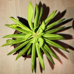 Location: Tampa Bay Area
Date: 2019-01-28
Another New Peperomia