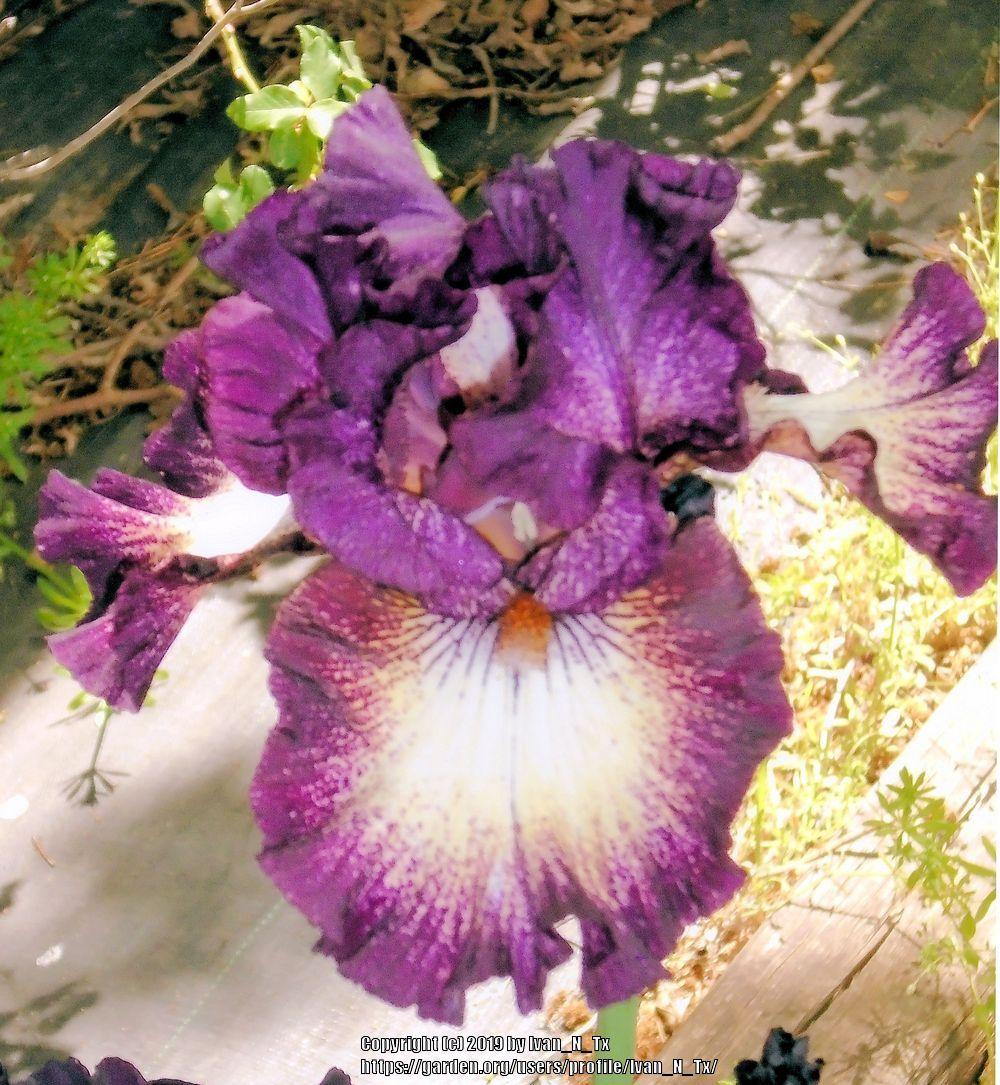 Photo of Irises (Iris) uploaded by Ivan_N_Tx