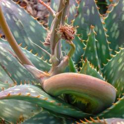 Location: Baja California
Date: 2010-12-25
Aloe mite infestation