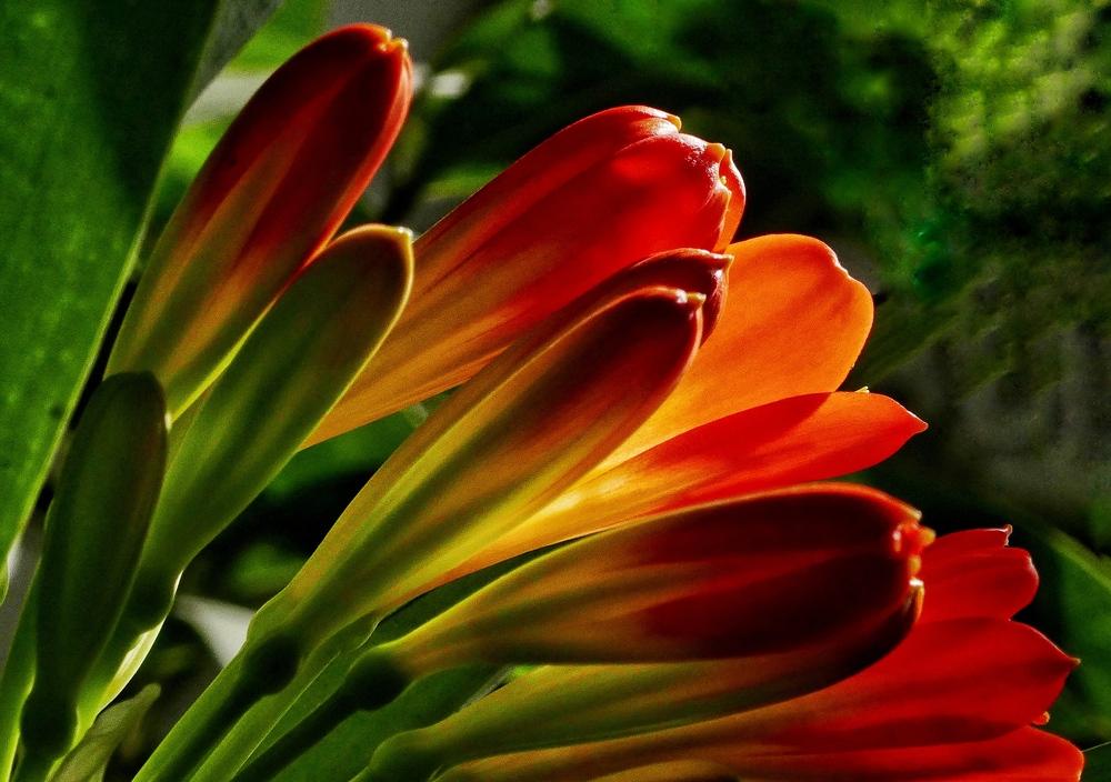 Photo of Fire Lily (Clivia miniata) uploaded by Charlemagne