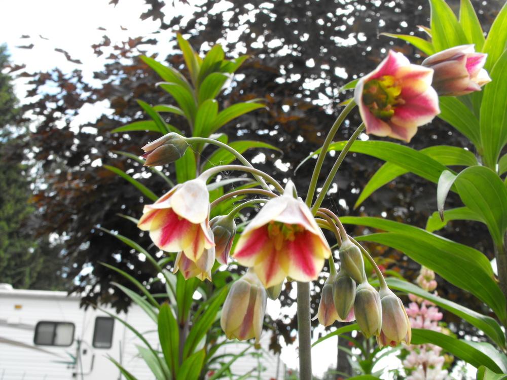 Photo of Mediterranean Bells (Allium siculum) uploaded by Lily_Lover