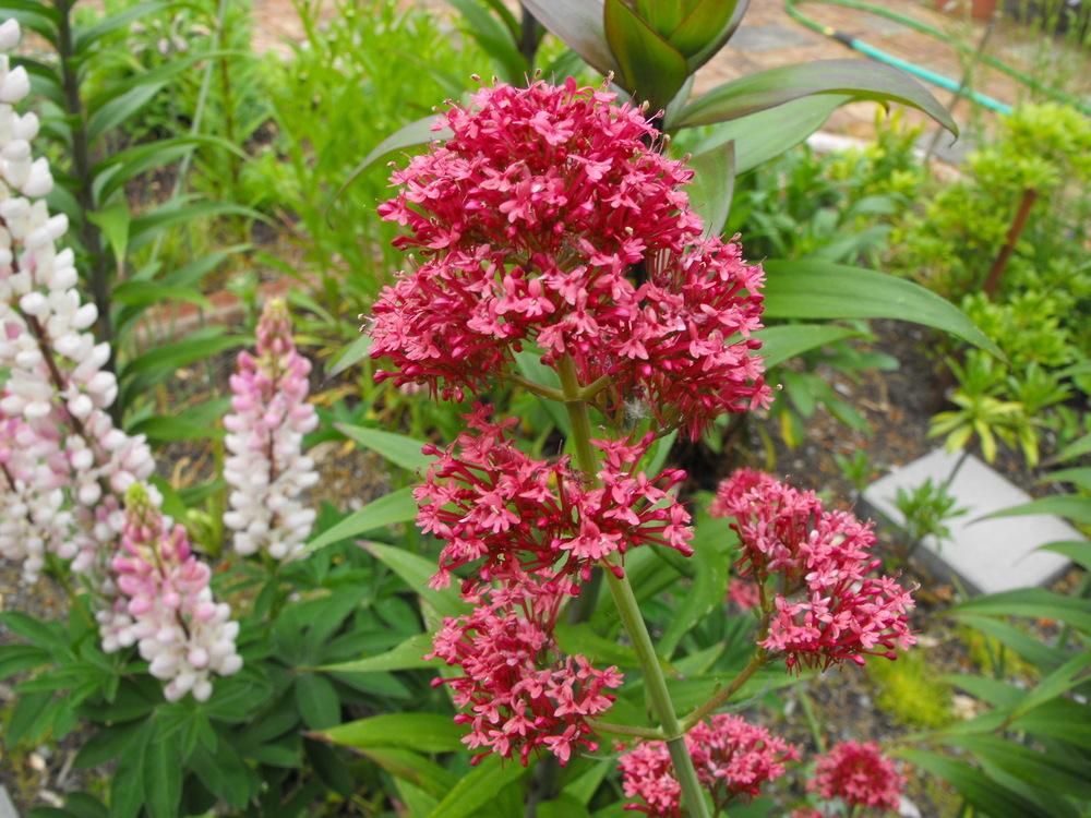 Photo of Jupiter's Beard (Centranthus ruber) uploaded by Lily_Lover
