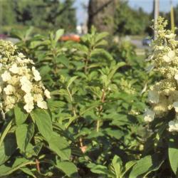 Location: West Chicago, Illinois
Date: September in the 1980's
white flowers clusters & leaves