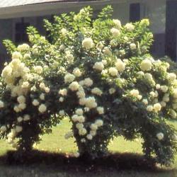 Location: southern Michigan
Date: late summer in 1980's
PeeGee Panicled Hydrangea in bloom