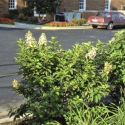 Location: West Chicago, Illinois
Date: September in the 1980's
young shrub in parking lot island