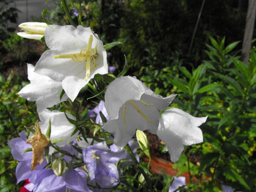Photo of Peach-Leaved Bellflower (Campanula persicifolia) uploaded by Lily_Lover