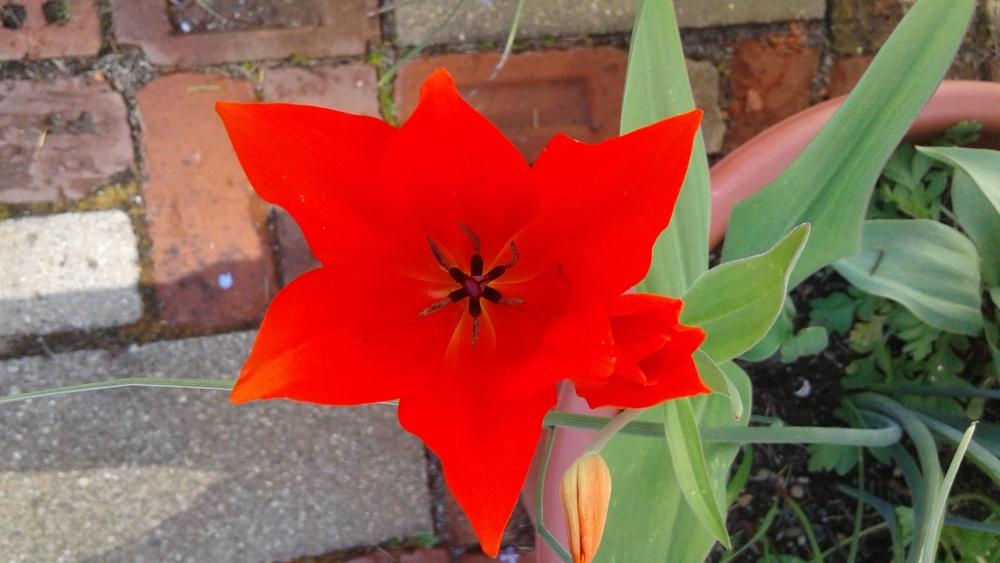 Photo of Species Tulip (Tulipa praestans 'Fusilier') uploaded by Lily_Lover