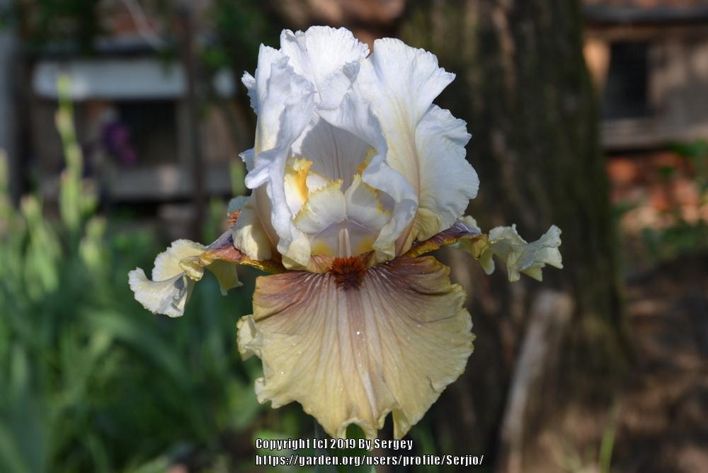 Photo of Tall Bearded Iris (Iris 'Guatemala') uploaded by Serjio