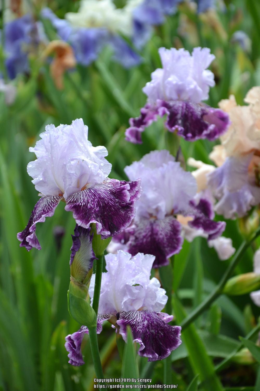 Photo of Tall Bearded Iris (Iris 'Gypsy Geena') uploaded by Serjio