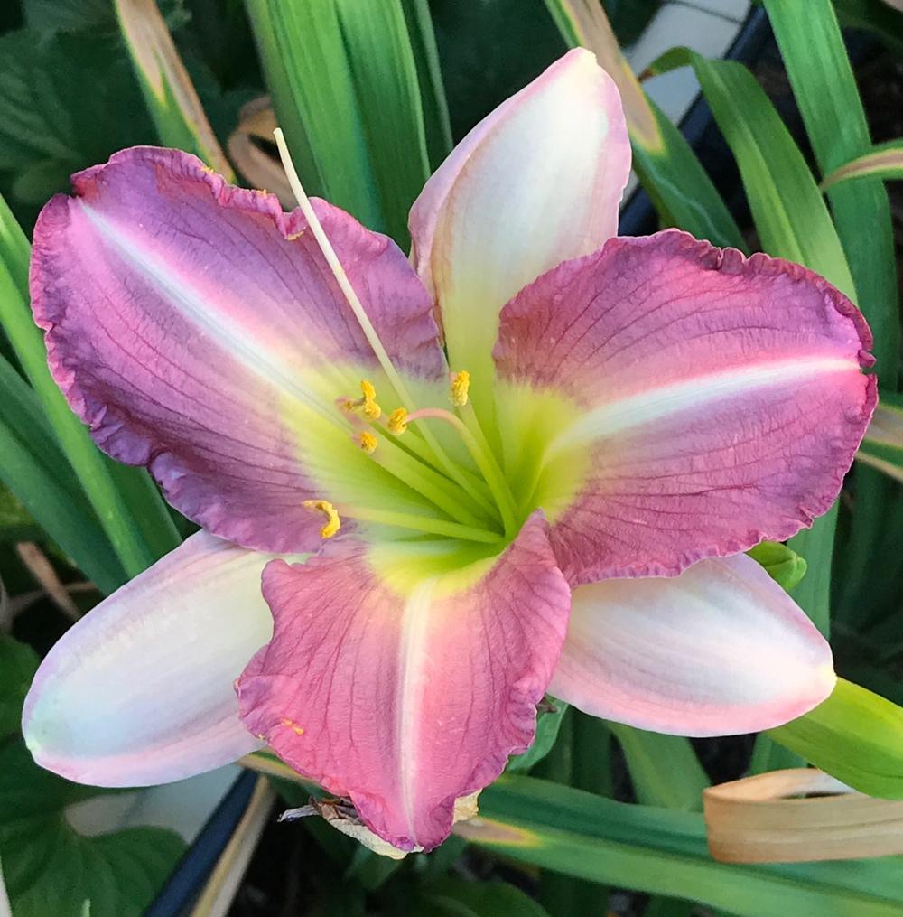 Photo of Daylily (Hemerocallis 'Alice's Ghost') uploaded by bxncbx