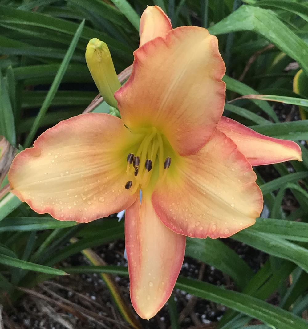 Photo of Daylily (Hemerocallis 'Fruit Loops') uploaded by bxncbx