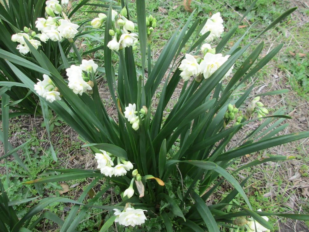 Photo of Double Daffodil (Narcissus 'Erlicheer') uploaded by christinereid54