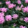 Compact, clump-forming monarda that is mildew resistant.