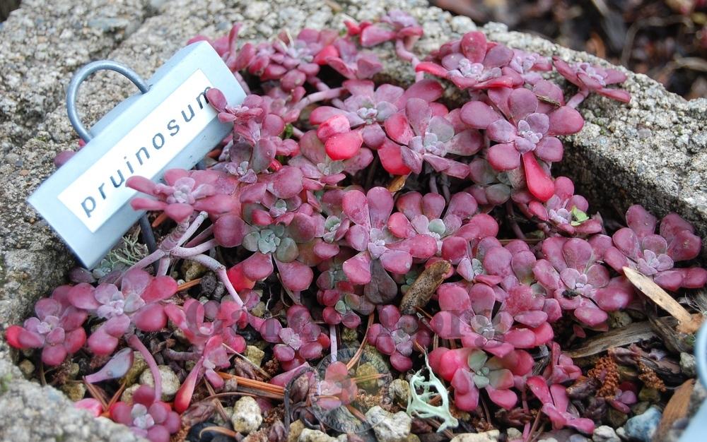 Photo of Chalk Stonecrop (Sedum spathulifolium subsp. pruinosum) uploaded by valleylynn