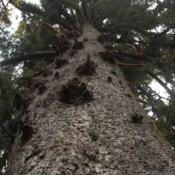 Claim of largest Sitka spruce in the world, 58'11" circumference,