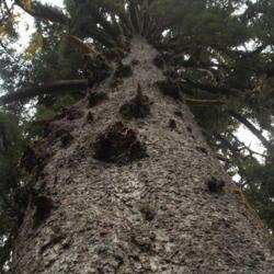 Location: Lake Quinault Rain Forest, Washington
Date: 2013-08-23
Claim of largest Sitka spruce in the world, 58'11" circumference,
