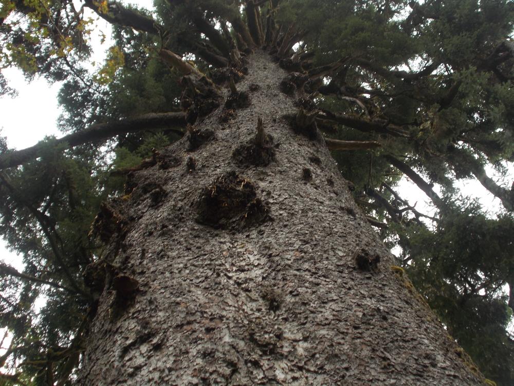 Photo of Sitka Spruce (Picea sitchensis) uploaded by Bonehead