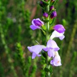 Location: Glendale, AZ
Date: 2019-02-02
Eremophila Lehmanniana blooms, 3-4mm.