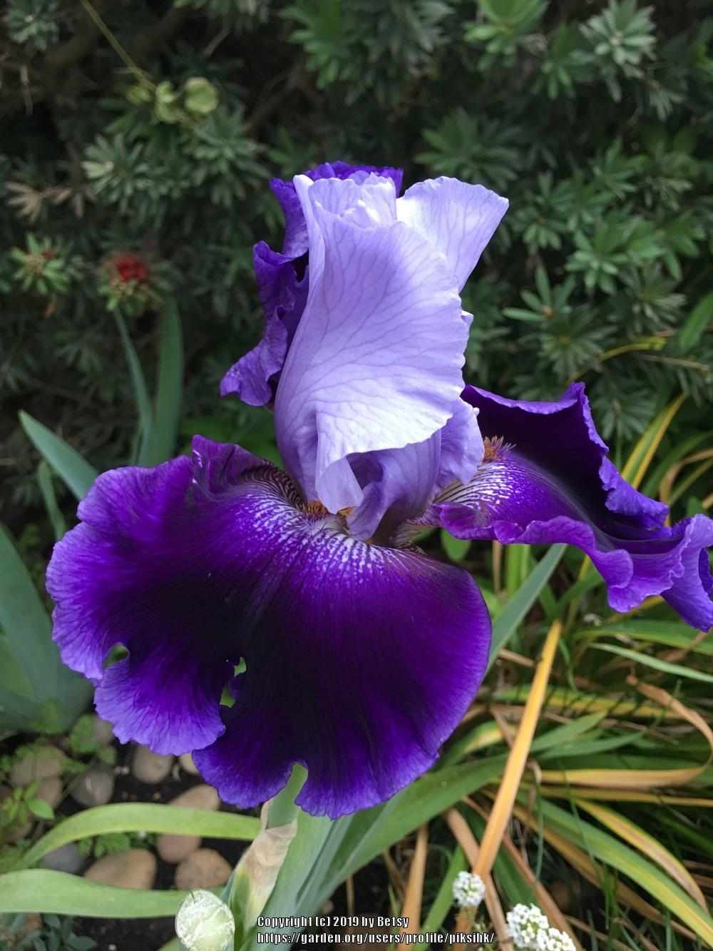 Photo of Tall Bearded Iris (Iris 'Global Crossing') uploaded by piksihk