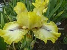 Photo of Intermediate Bearded Iris (Iris 'Wrights' Flights') uploaded by timetravelerboy