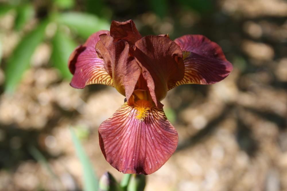 Photo of Miniature Tall Bearded Iris (Iris 'Hot News') uploaded by touchofsky