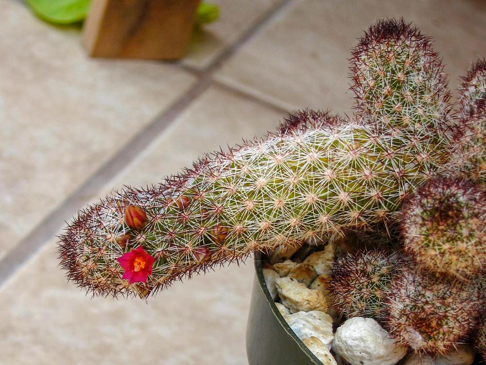 Photo of Ladyfinger Cactus (Mammillaria elongata) uploaded by Baja_Costero
