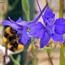 Location: Portugal
Date: 2018-07-17
Bumblebee on delphinium