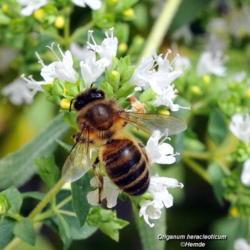 Location: Portugal
Date: 2018-06-29
Bee on oregano flowers