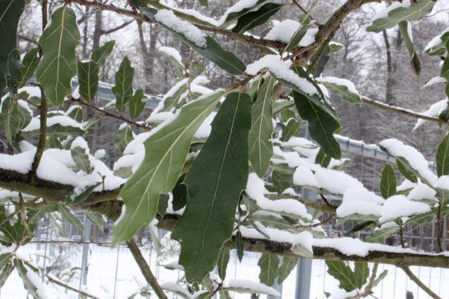 Photo of Oak (Quercus acutifolia) uploaded by RuuddeBlock