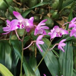 Location: Susquehanna Orchid Society Show at Milton & Catherine Hershey Conservatory at Hershey Gardens, Hershey, Pennsylvania, USA
Date: 2019-02-03
