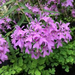 Location: Susquehanna Orchid Society Show at Milton & Catherine Hershey Conservatory at Hershey Gardens, Hershey, Pennsylvania, USA
Date: 2019-02-03